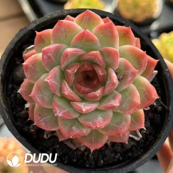 e201-702.jpg Echeveria Ice Diamond - Image 1