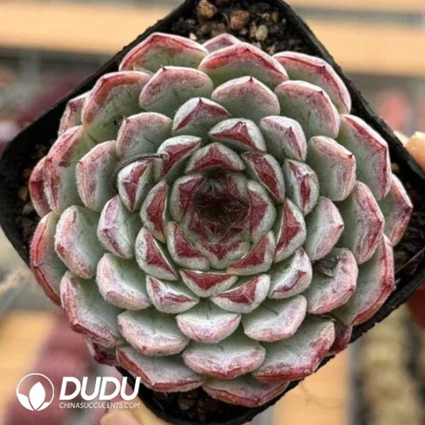Echeveria Sunflower Treasure - Image 1