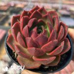 Echeveria Starfield