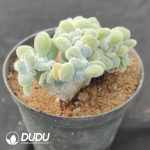 Echeveria Frosty Cristata