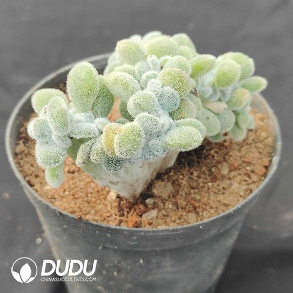 Echeveria Frosty Cristata - Image 1