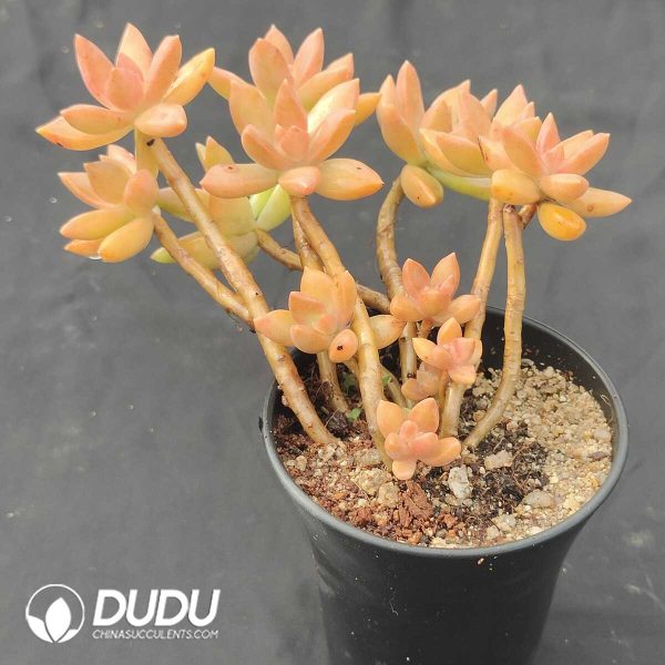 Sedum Pudding Clustering - Image 1