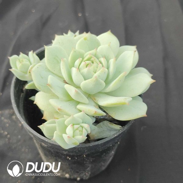 oplus_32 Echeveria derenbergii J.A.Purpus - Image 1