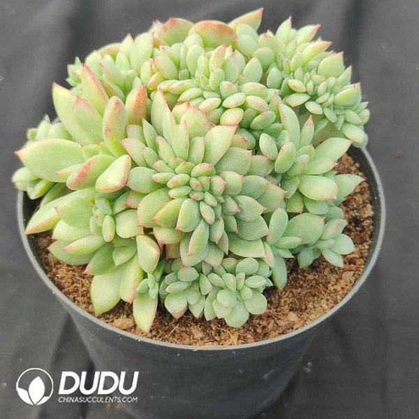 oplus_32 Echeveria Salem Cristata - Image 1