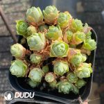 Aeonium Jade Ball Clustering