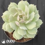 Echeveria Lola