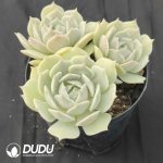 Echeveria Lola 3 Heads
