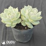 Echeveria Lola Double Heads
