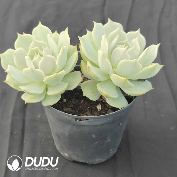 oplus_32 Echeveria Lola Double Heads - Image 1