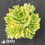 Echeveria M7 Clustering