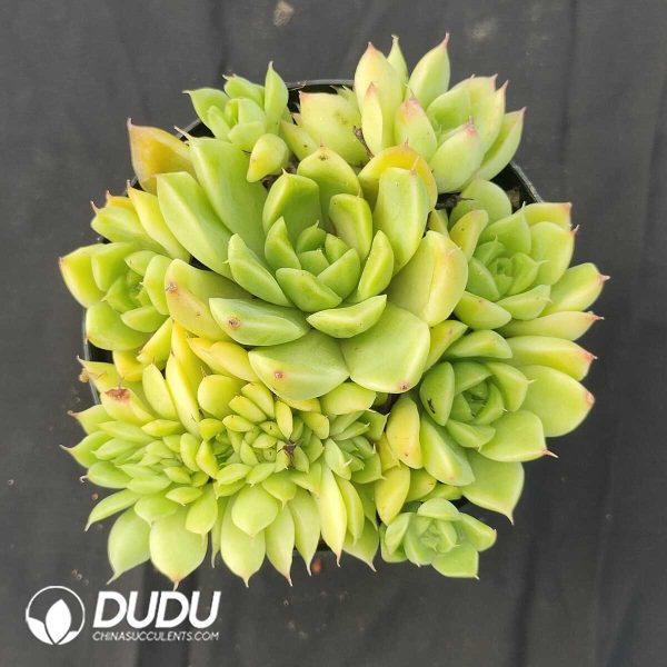 oplus_32 Echeveria M7 Clustering - Image 1