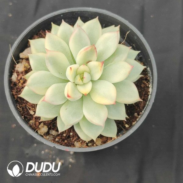 oplus_32 Echeveria Mebina Variegated - Image 1