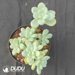 Sedum Clavatum Clustering