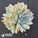 Echeveria Hamburger Clustering