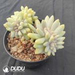 Graptopetalum Amethystinum Cristata