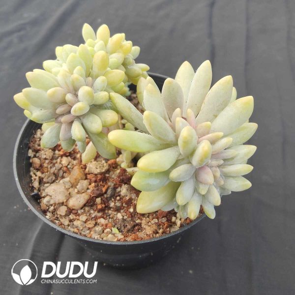 oplus_32 Graptopetalum Amethystinum Cristata - Image 1