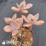 Graptoveria BAINESII 3-5 Heads