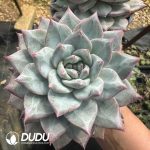Echeveria Blue bird