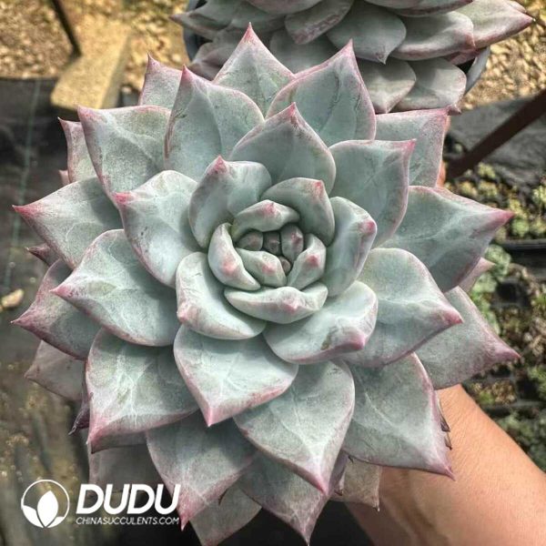 Echeveria Blue bird - Image 1