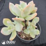 Echeveria Hakuhou 5-7 Heads Old Pile Cluster