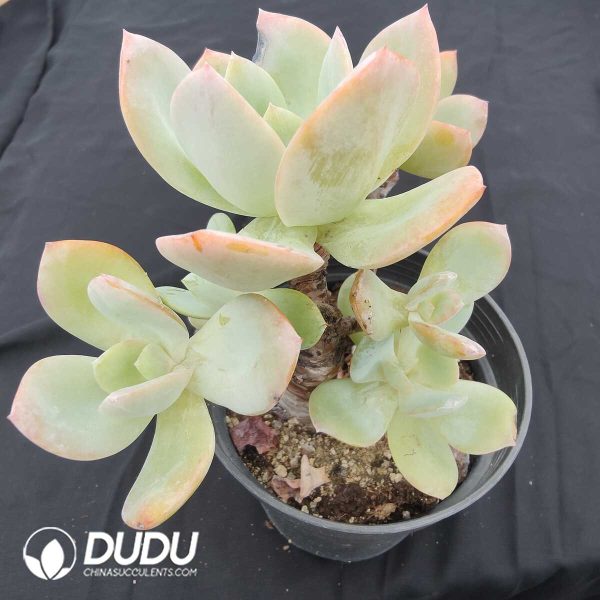 oplus_32 Echeveria Hakuhou 5-7 Heads Old Pile Cluster - Image 1