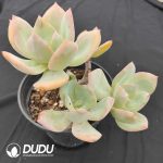 Echeveria Hakuhou 4 Heads Old Pile Cluster