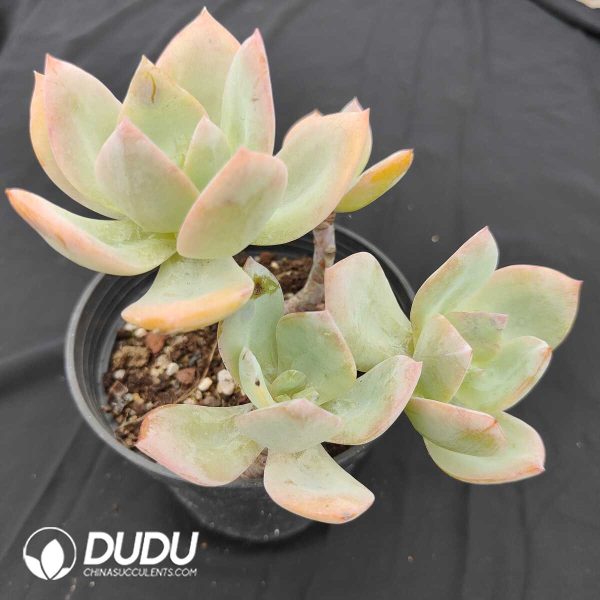 oplus_32 Echeveria Hakuhou 4 Heads Old Pile Cluster - Image 1