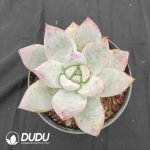 Echeveria Polar Bear