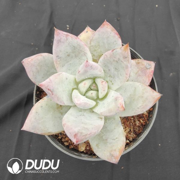 oplus_32 Echeveria Polar Bear - Image 1