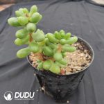 Sedum Hernandezii