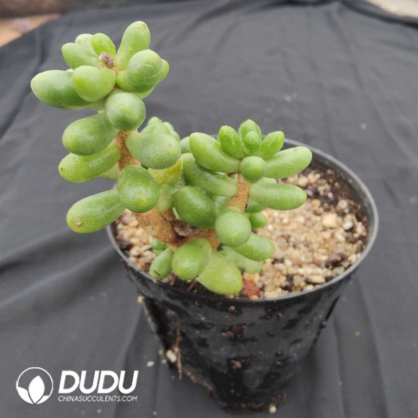 Sedum Hernandezii - Image 1