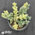 Astridia Velutina Variegated Cluster