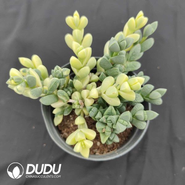 oplus_32 Astridia Velutina Variegated Cluster - Image 1