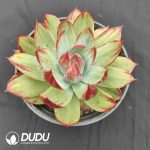 Echeveria Agavoides Silky Casio
