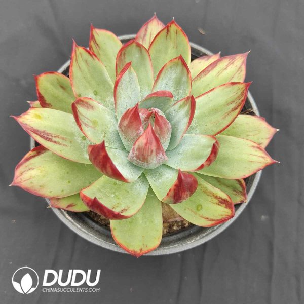 oplus_32 Echeveria Agavoides Silky Casio - Image 1