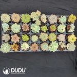 70mm Collection 32pcs (Random)