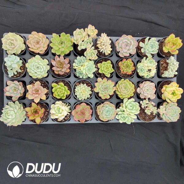 70mm Collection 32pcs (Random) - Image 1