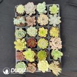 70mm Collection 24pcs (Random)