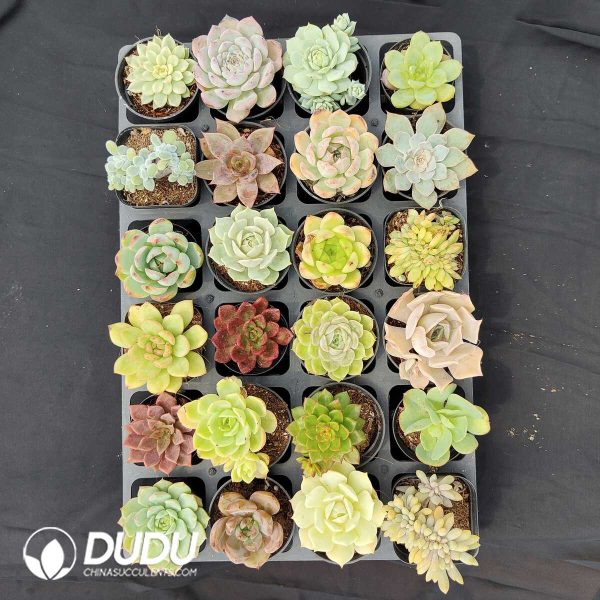 70mm Collection 24pcs (Random) - Image 1