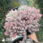 Echeveria Blue bird Clustering