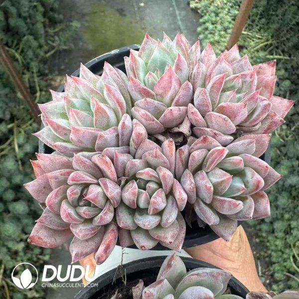 Echeveria Blue bird Clustering - Image 1