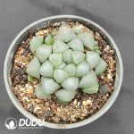 Haworthia Cooperi Var. Truncata