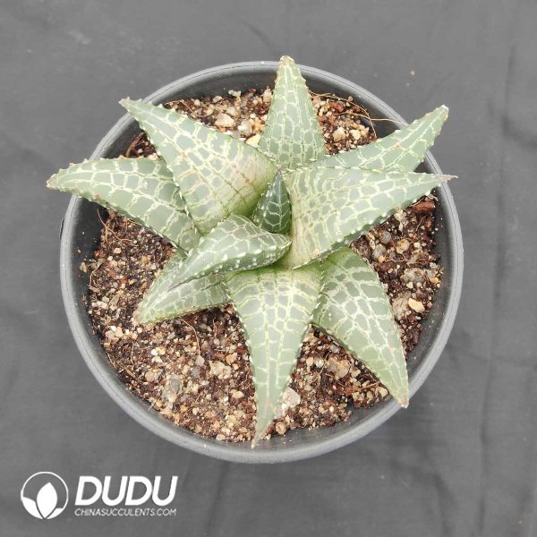 Haworthia Tesstllata - Image 1