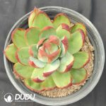 Echeveria Agavoides Casio