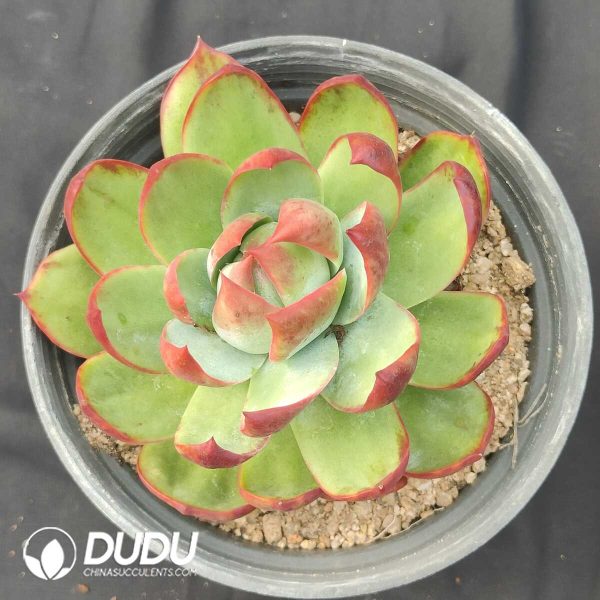 oplus_32 Echeveria Agavoides Casio - Image 1