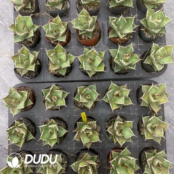 e201-735.jpg Agave Asura - Image 1