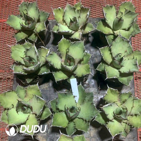 e201-736.jpg Agave Dragon's Tooth - Image 1