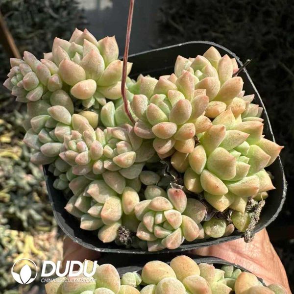 Echeveria Pink Grapevine Clustering - Image 1