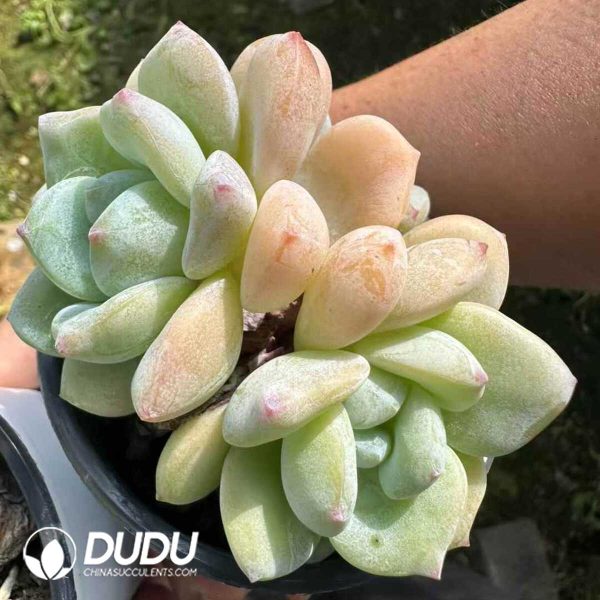 Echeveria Seremban - Image 1