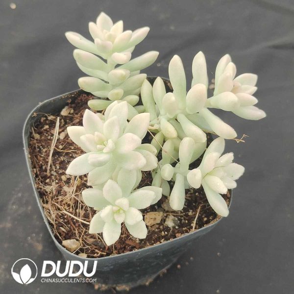 Graptopetalum mirinae Variegated - Image 1